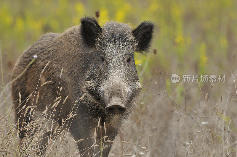 野猪(Sus scrofa)